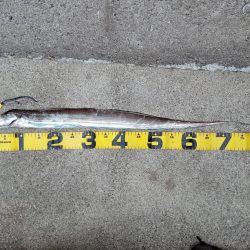 プチsalt water game