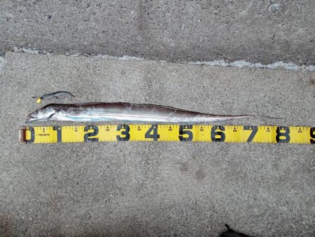 プチsalt water game