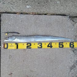 プチsalt water game