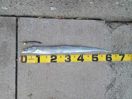 プチsalt water game