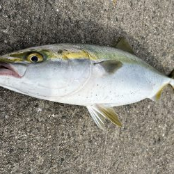 デイゲームはVJ