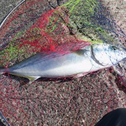 今シーズン初メジロ