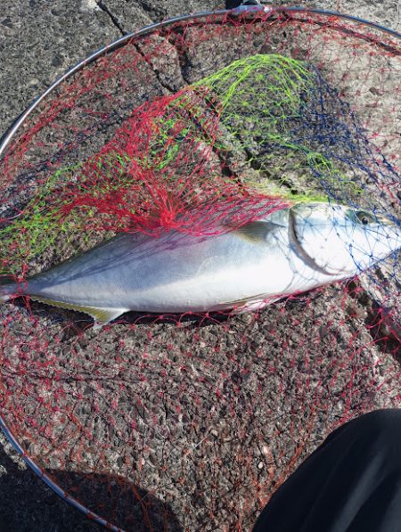 今シーズン初メジロ