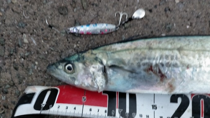 50センチクラスがポツポツ