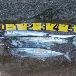 プチsalt water game