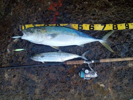 プチsalt water game