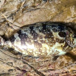 和歌山見老津（林渡船）で磯フカセ