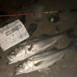 落ち鮎がらみやでー