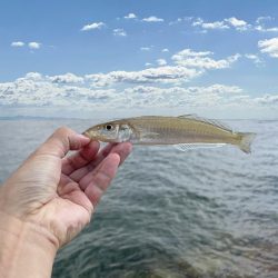 落ちギスを狙って大塩でキス釣り