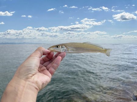 落ちギスを狙って大塩でキス釣り