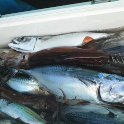 スルメイカ、サバ　クーラー満タン(^_-)-☆