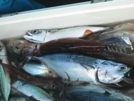 スルメイカ、サバ　クーラー満タン(^_-)…