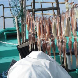 スルメイカ　釣れました(^_-)-☆