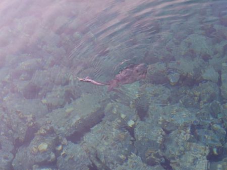 朝からエギングIN対馬