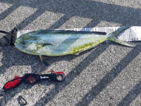 ショアジギングへ