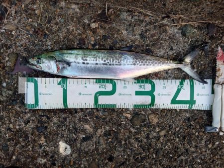 今日も仕事前にサゴシ