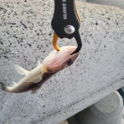 太刀魚は何処に？ふ