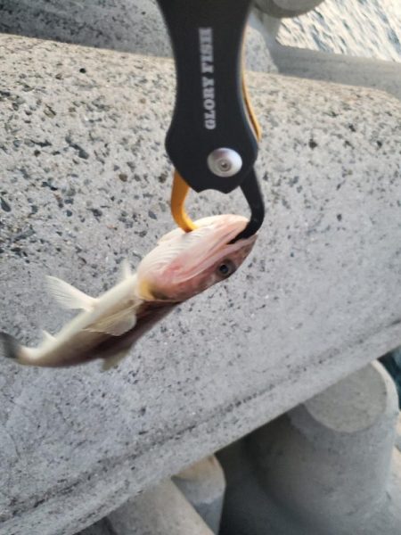 太刀魚は何処に？ふ