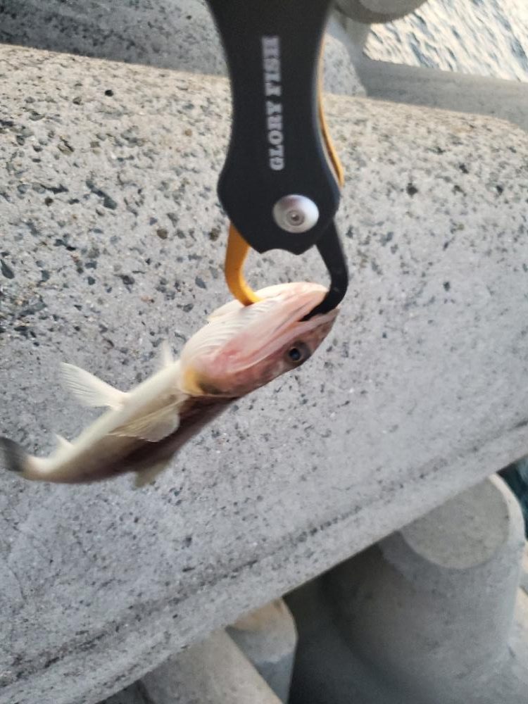 太刀魚は何処に？ふ