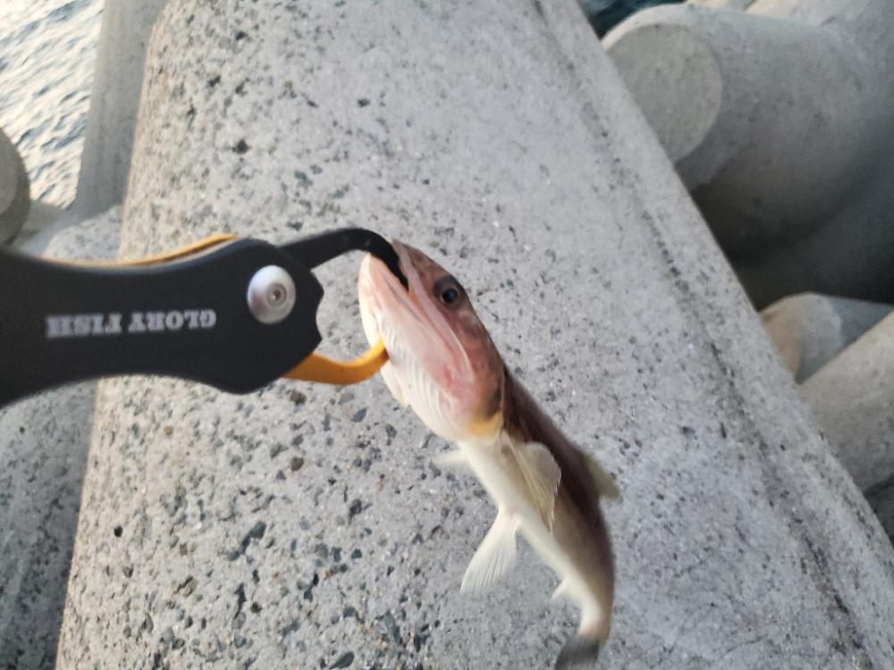太刀魚は何処に？ふ
