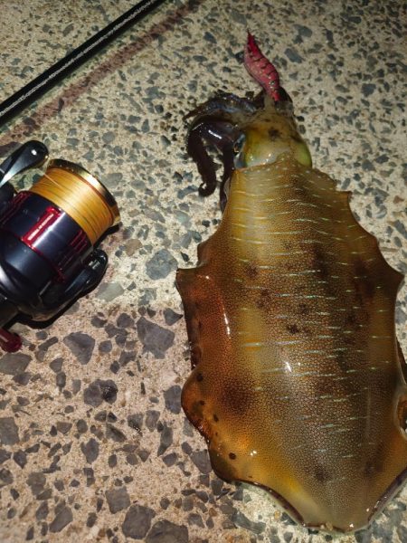 デイ＆ナイトエギングIN対馬