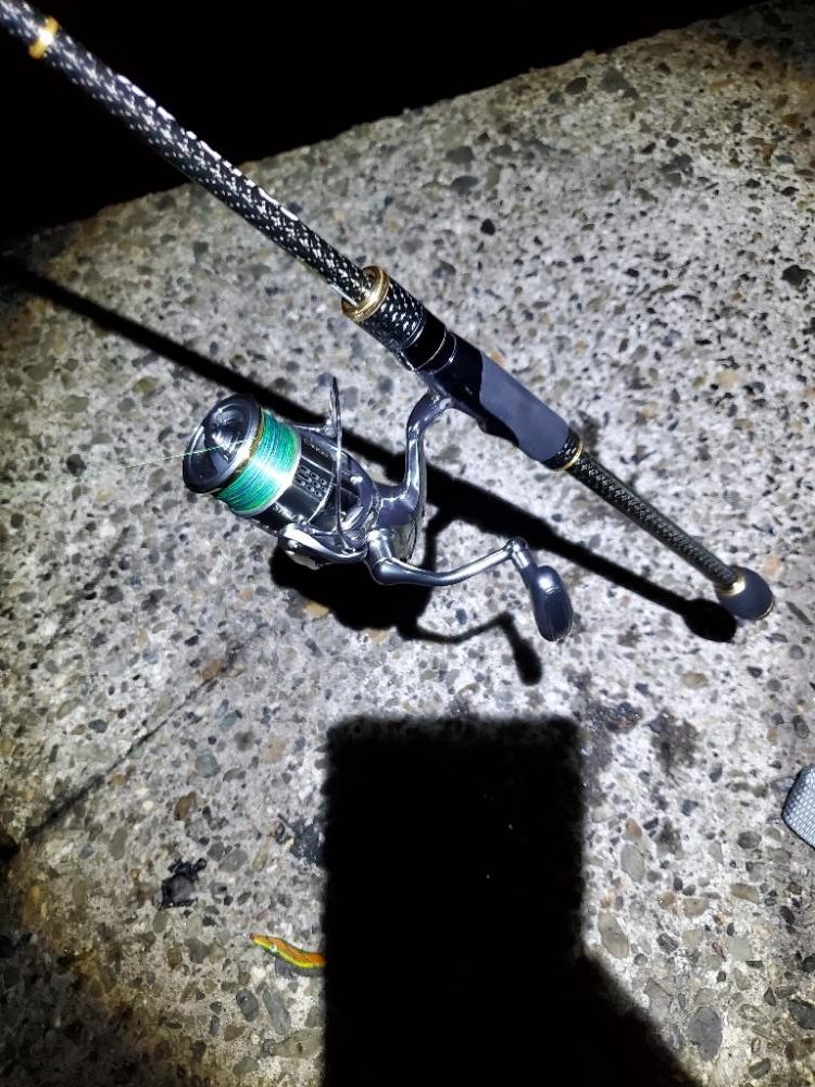 ナイトエギング