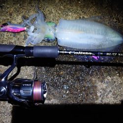 アオリイカとサゴシ