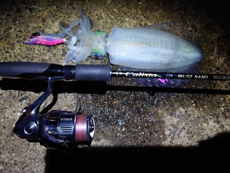 アオリイカとサゴシ