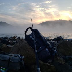 久しぶりの鰤属でした