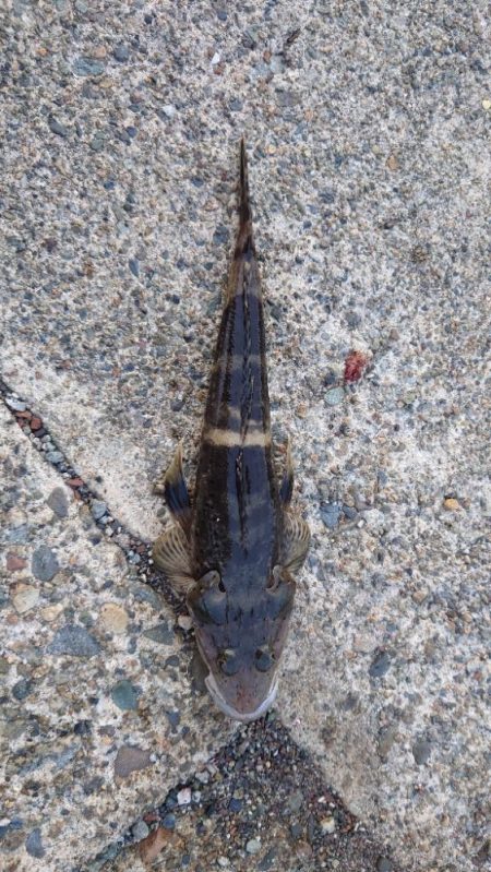 アジングなのに。