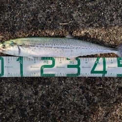 今日はめっちゃ釣れる