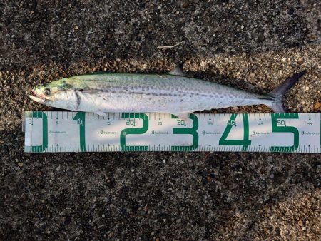 今日はめっちゃ釣れる