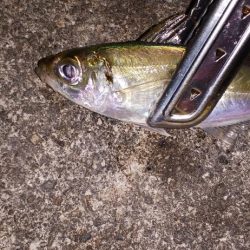 アジ探し＠佐野漁港