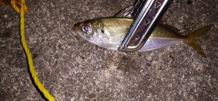 アジ探し＠佐野漁港