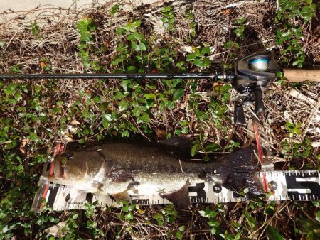 ピーカン昼間はパンチング