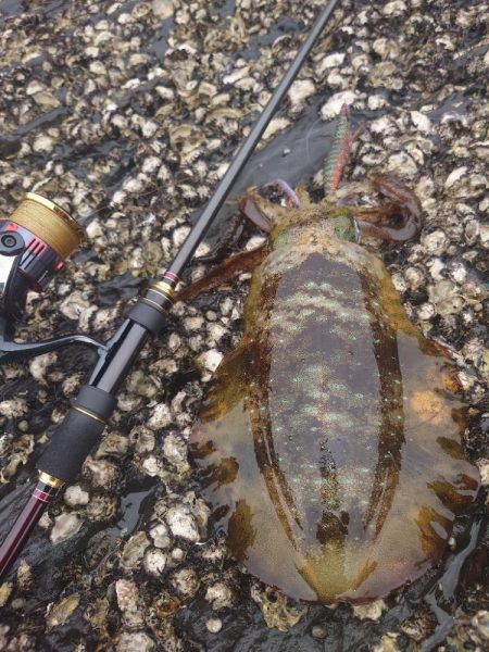 デイ＆ナイトエギングIN対馬