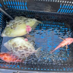 瀬戸内海で初めてカワハギ釣りにチャレンジ