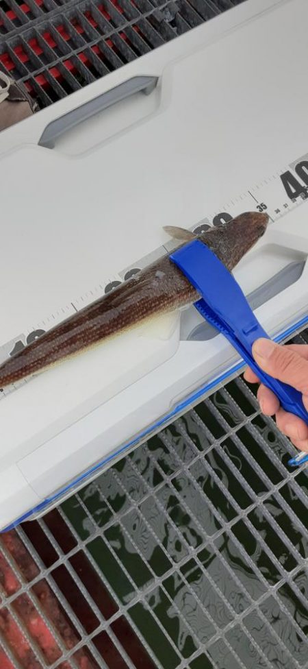 尼崎魚釣り公園でエソ