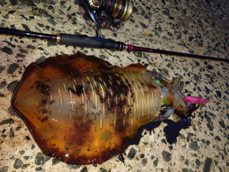 ナイトエギングIN対馬