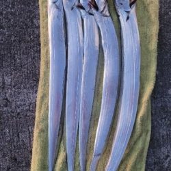 まだまだ釣れてます