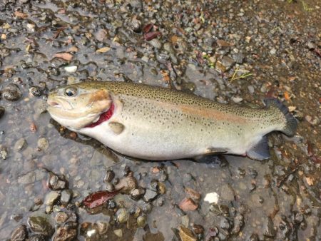 木郷滝自然つりセンター