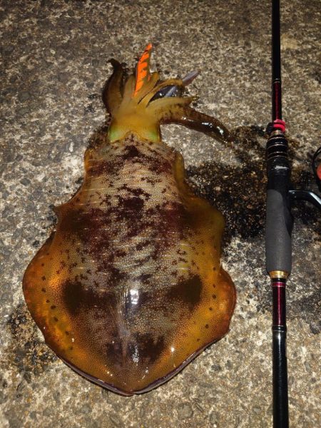 や〜まえエギングIN対馬