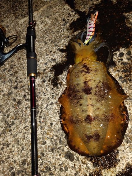 朝マズメエギングIN対馬