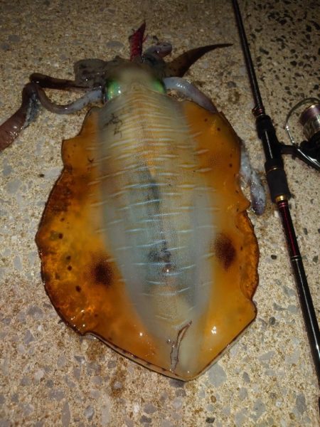 ナイトエギングIN対馬