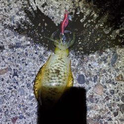少しだけナイトエギング　