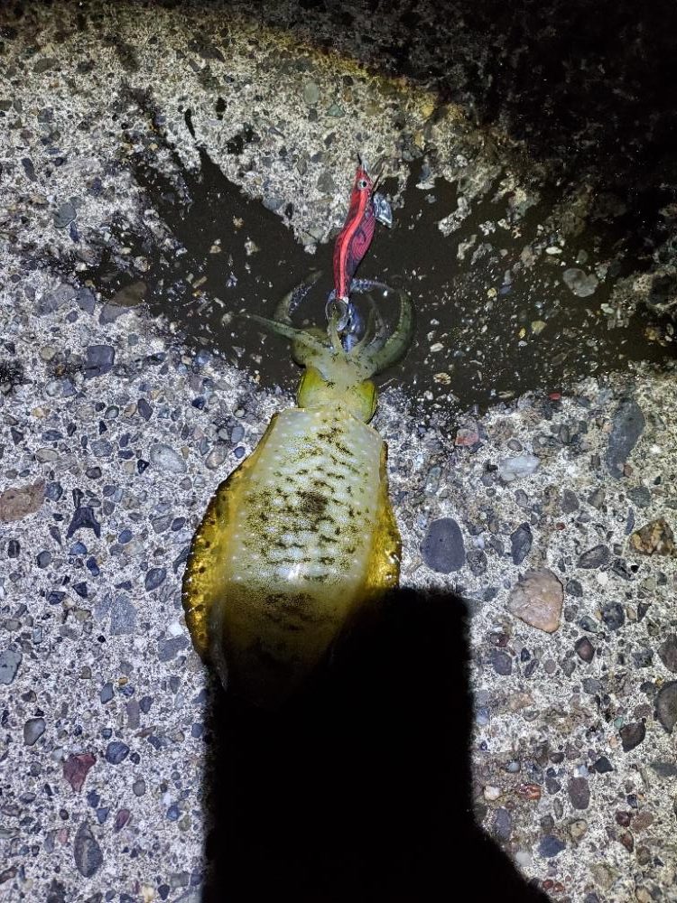 少しだけナイトエギング