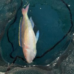 タイラバ　ティップラン