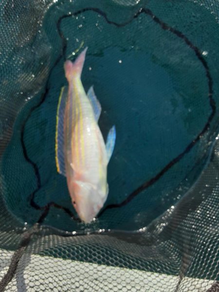 タイラバ　ティップラン