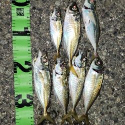 アジを探すのもアジングの一つ