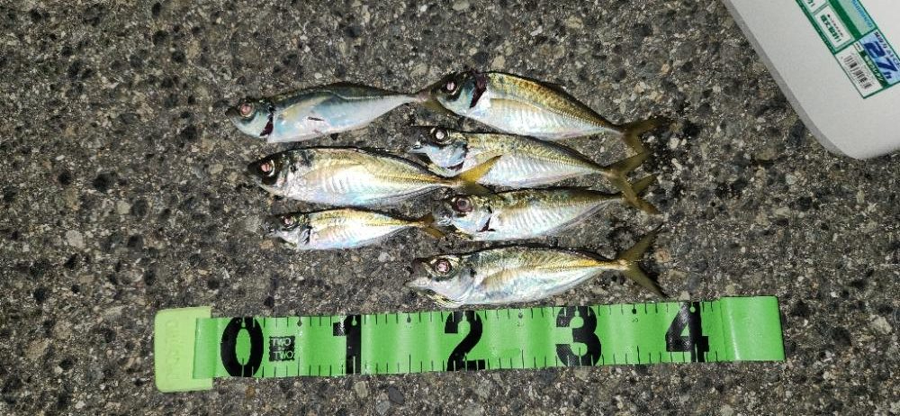 アジを探すのもアジングの一つ